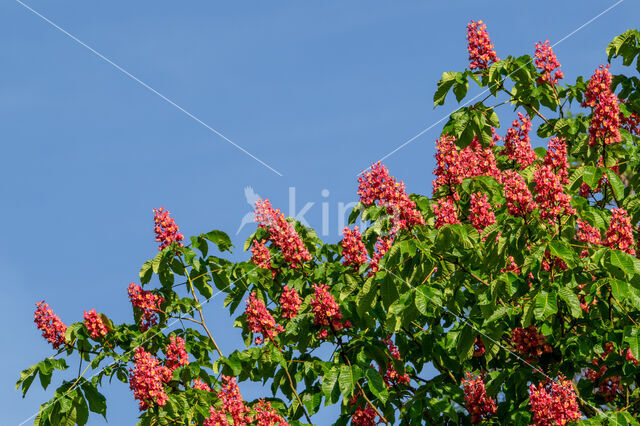 Red Horse-chestnut (Aesculus carnea)