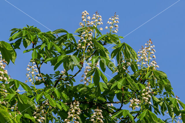 Horse-chestnut (Aesculus hippocastanum)