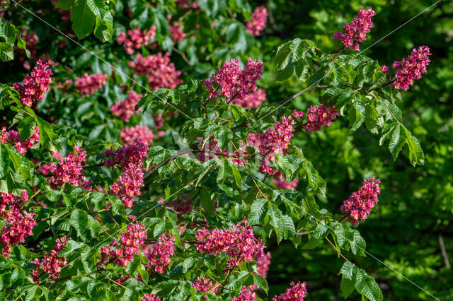 Rode paardenkastanje (Aesculus carnea)