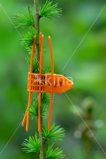 European Larch (Larix decidua)