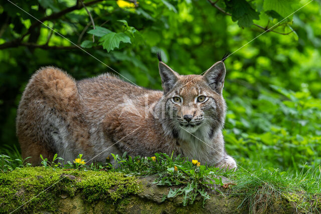 Euraziatische lynx (Lynx lynx)