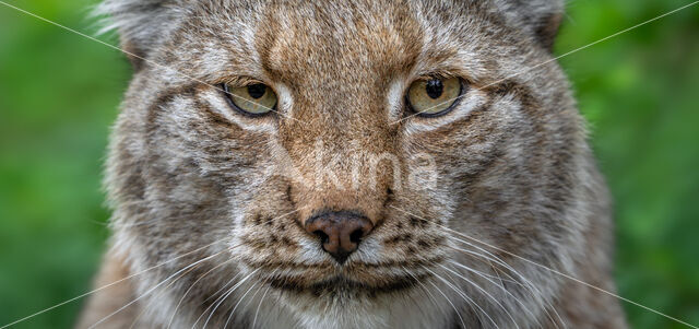 Euraziatische lynx (Lynx lynx)