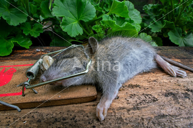 Bruine rat (Rattus norvegicus)