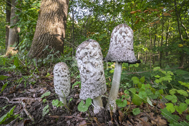 Geschubde inktzwam (Coprinus comatus)