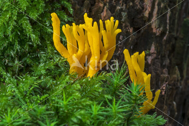 Yellow turning fork (Calocera viscosa)