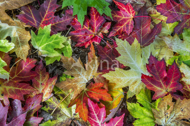 silver maple (Acer saccharinum)