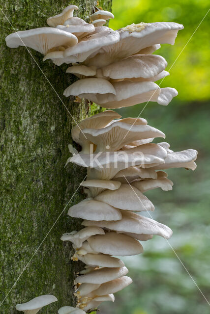 Pale Oyster (Pleurotus pulmonarius)