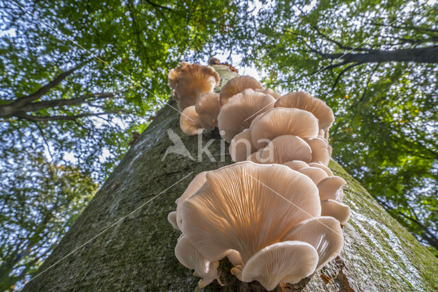 Bleke oesterzwam (Pleurotus pulmonarius)