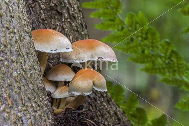 Dwergzwavelkop (Psilocybe fascicularis var. pusilla)