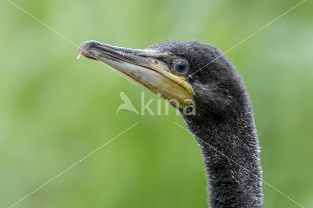 Aalscholver (Phalacrocorax carbo)