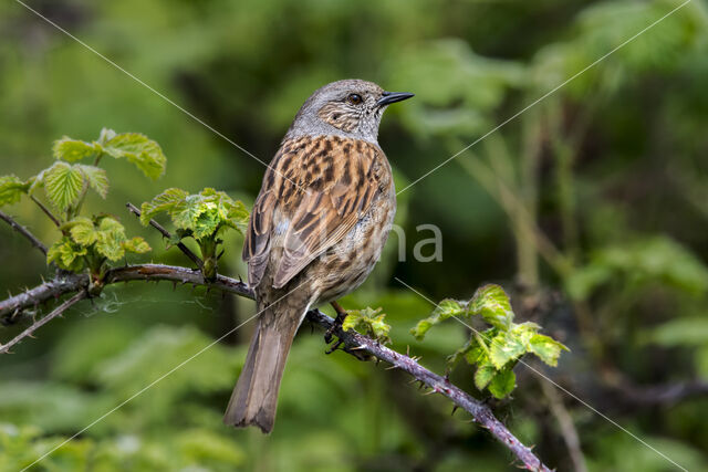 Dunnock