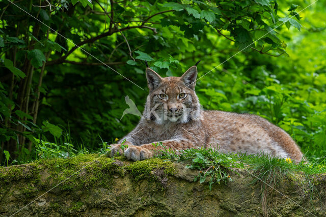 Euraziatische lynx (Lynx lynx)