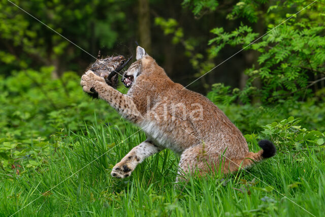 Euraziatische lynx (Lynx lynx)