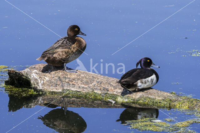 Tufted Duck (Aythya fuligula)