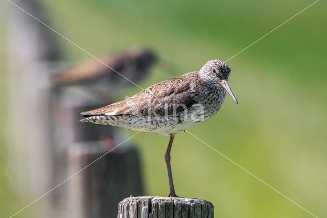 Common Redshank (Tringa totanus)