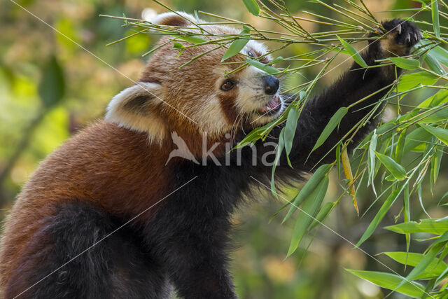 Red Panda (Ailurus fulgens)