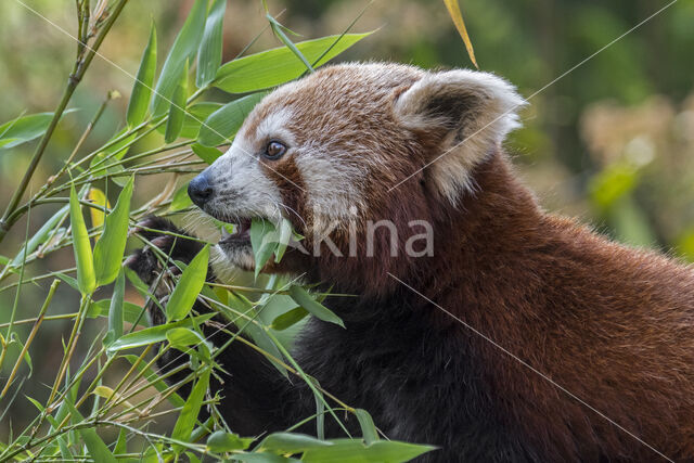 Red Panda (Ailurus fulgens)