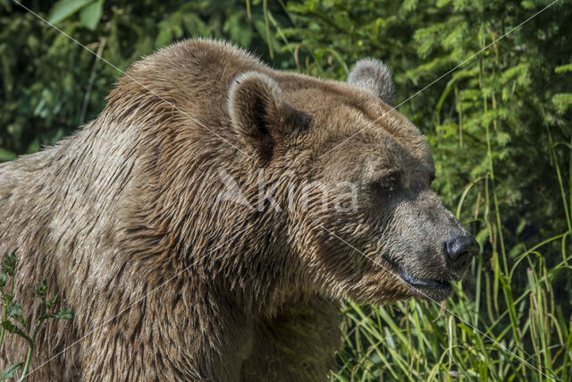 Brown Bear (Ursus arctos arctos)