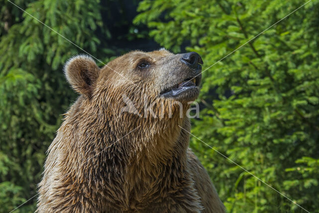 Brown Bear (Ursus arctos arctos)