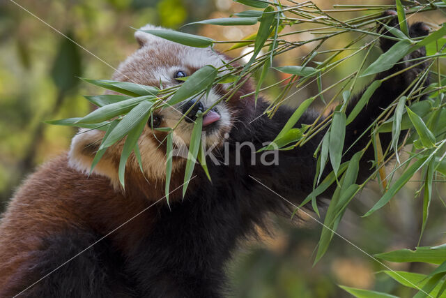 Kleine panda (Ailurus fulgens)