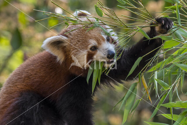 Kleine panda (Ailurus fulgens)