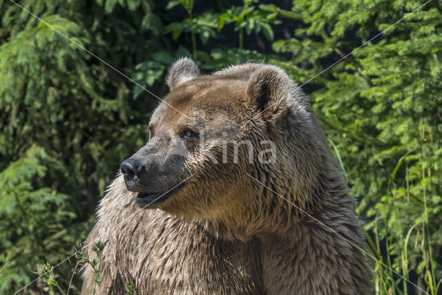 Brown Bear (Ursus arctos arctos)