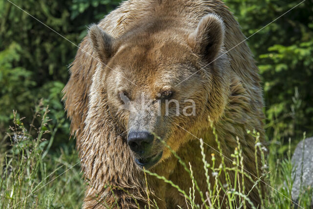 Brown Bear (Ursus arctos arctos)