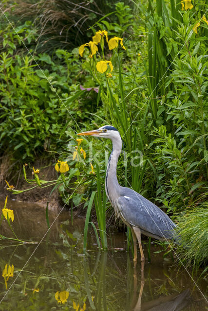 Blauwe Reiger (Ardea cinerea)