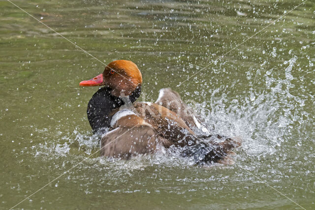 Red-crested Pochard (Netta rufina)