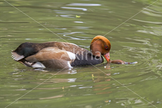 Red-crested Pochard (Netta rufina)