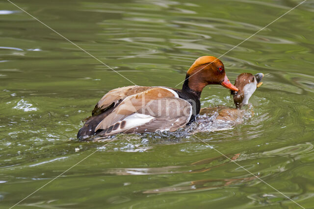 Red-crested Pochard (Netta rufina)