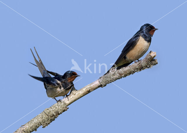 Boerenzwaluw (Hirundo rustica)