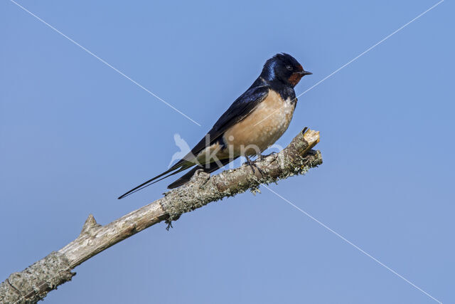 Boerenzwaluw (Hirundo rustica)