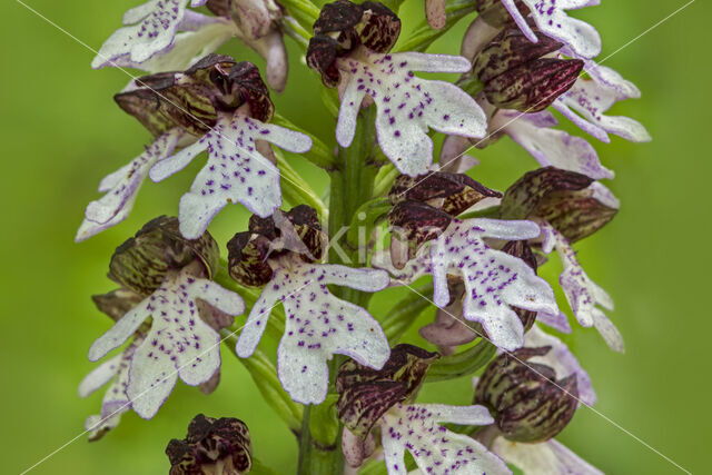 Lady Orchid (Orchis purpurea)