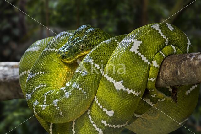 Emerald tree boa (Corallus caninus)