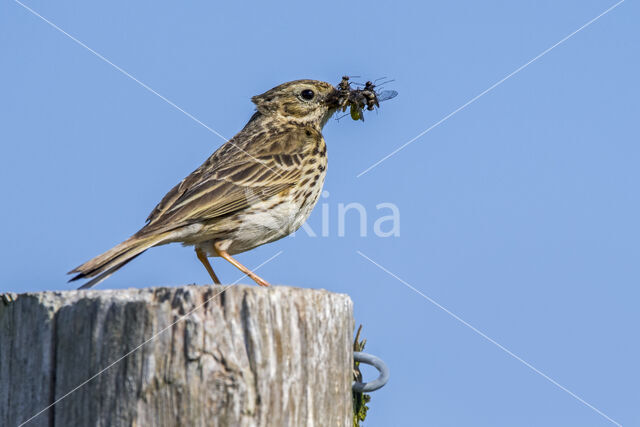 Meadow Pipit (Anthus pratensis)