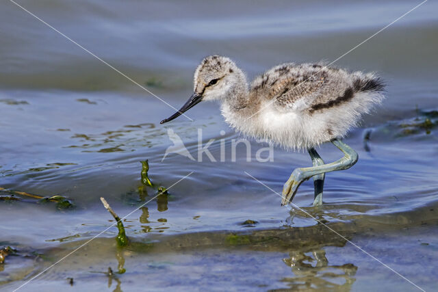 Pied Avocet (Recurvirostra avosetta)