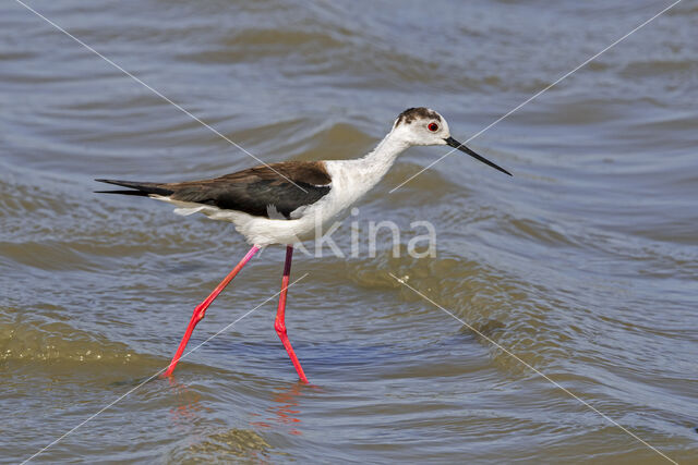 Steltkluut (Himantopus himantopus)