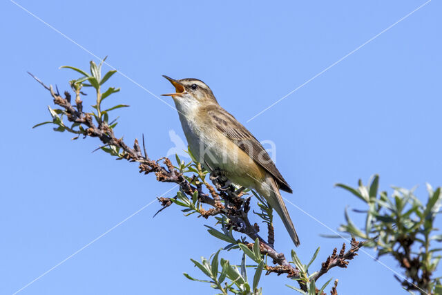 Rietzanger (Acrocephalus schoenobaenus)