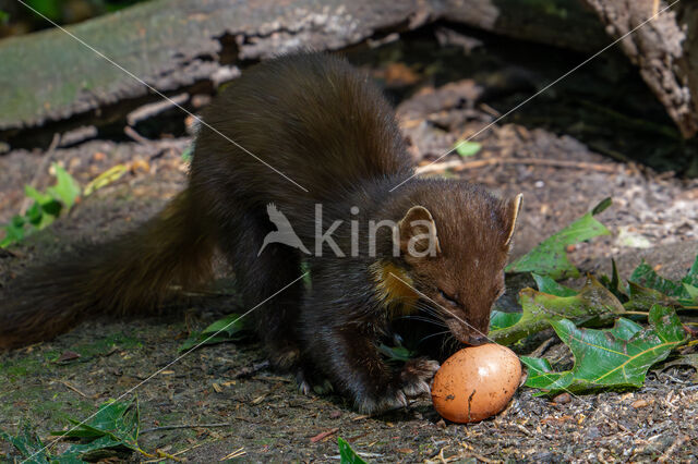 Pine Marten (Martes martes)