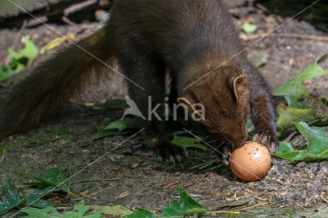 Pine Marten (Martes martes)