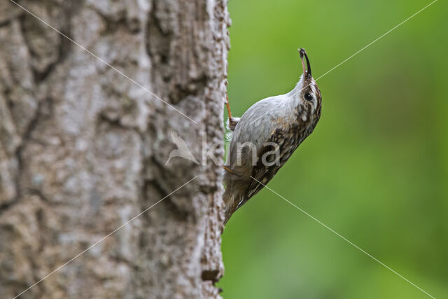 Boomkruiper (Certhia brachydactyla)