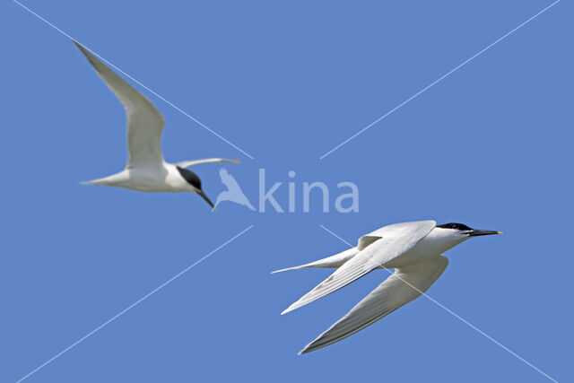 Sandwich Tern (Sterna sandvicensis)