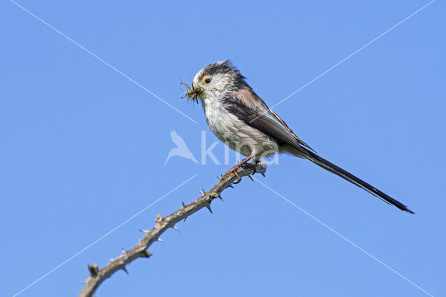 Long-tailed Tit (Aegithalos caudatus)