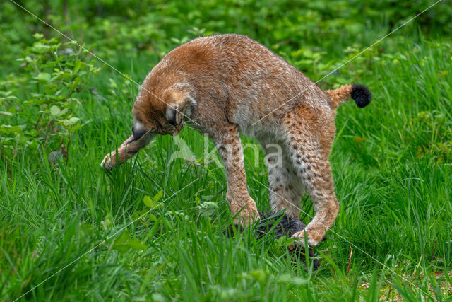 Euraziatische lynx (Lynx lynx)