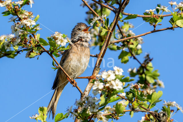 Greater Whitethroat (Sylvia communis)