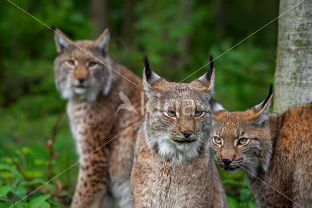 Euraziatische lynx (Lynx lynx)