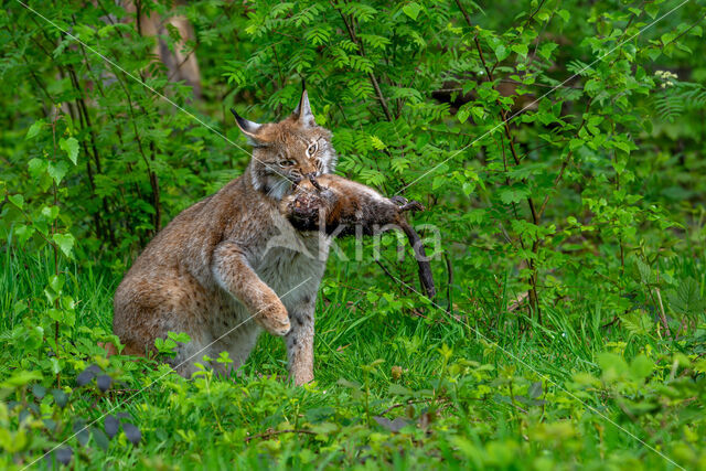 Eurasian Lynx (Lynx lynx)