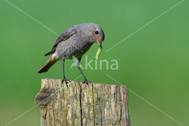 Zwarte Roodstaart (Phoenicurus ochruros)