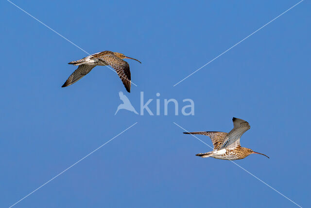 Eurasian Curlew (Numenius arquata)